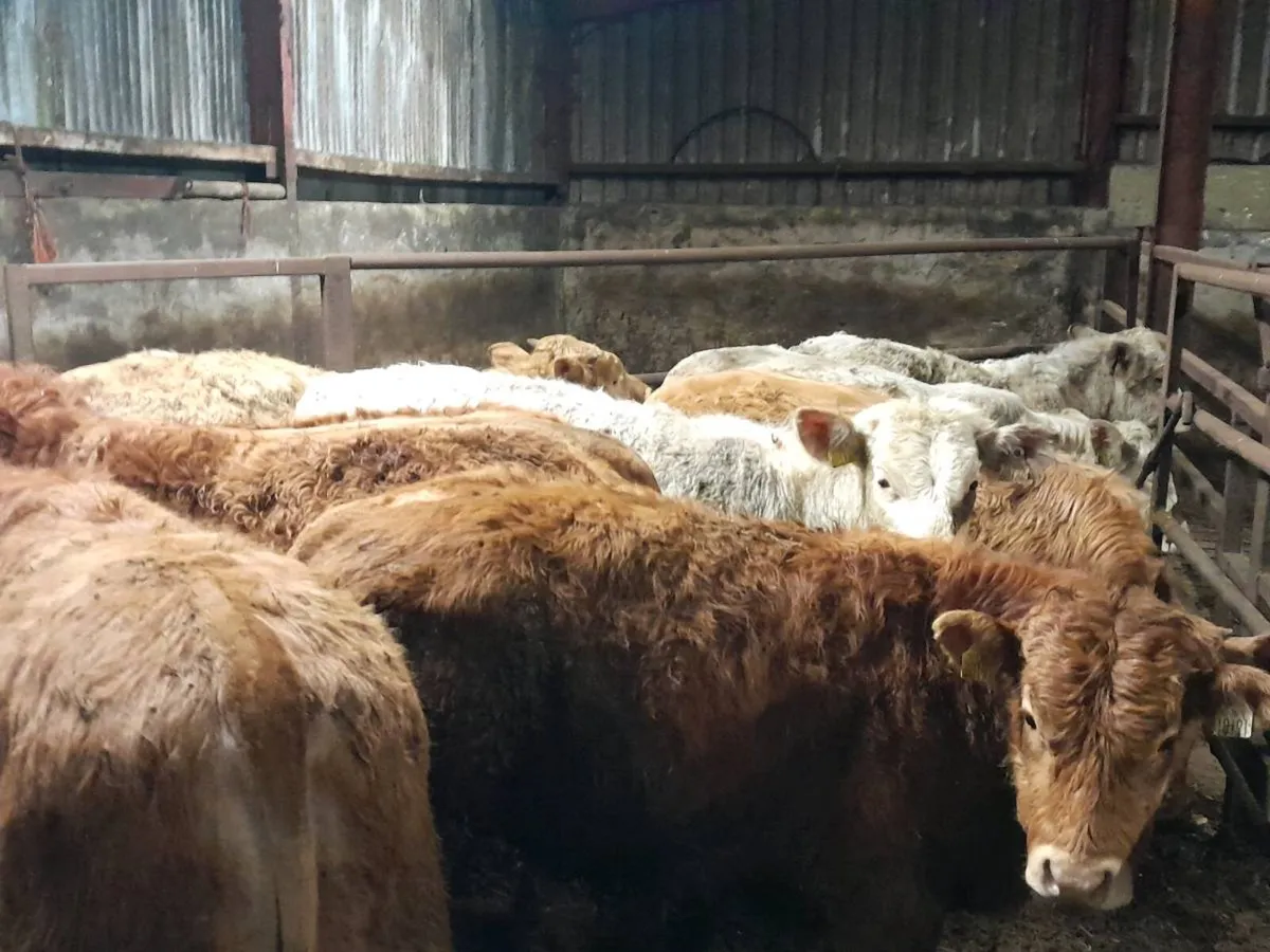 8 Smashing Charlaois bullocks - Image 1