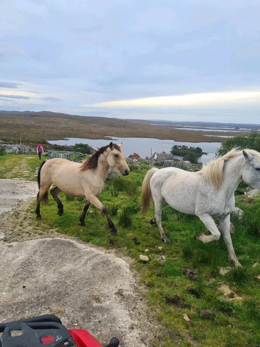 Connemara Registered ponies - Image 1