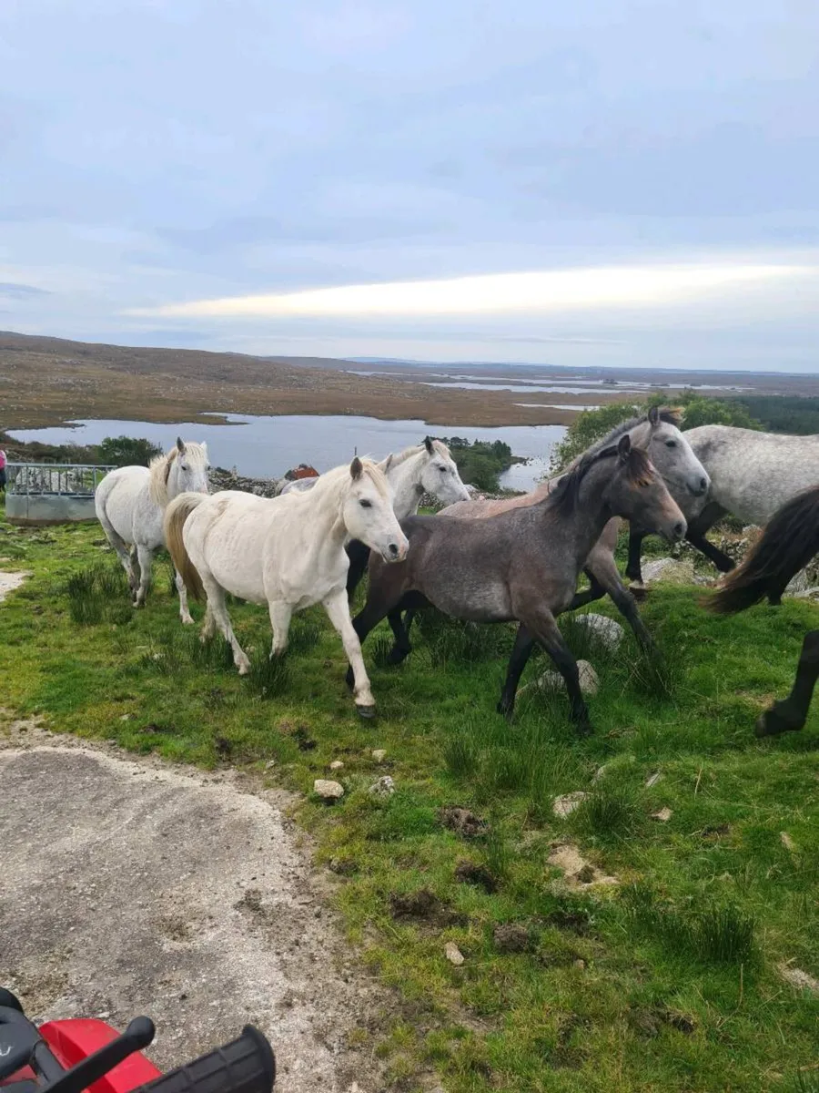 Connemara Registered ponies - Image 2