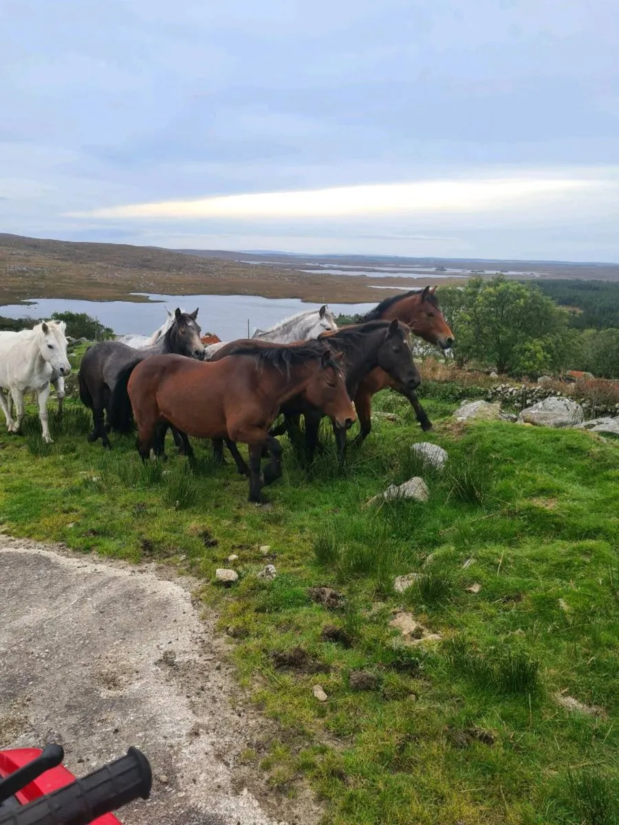 Connemara Registered ponies - Image 3