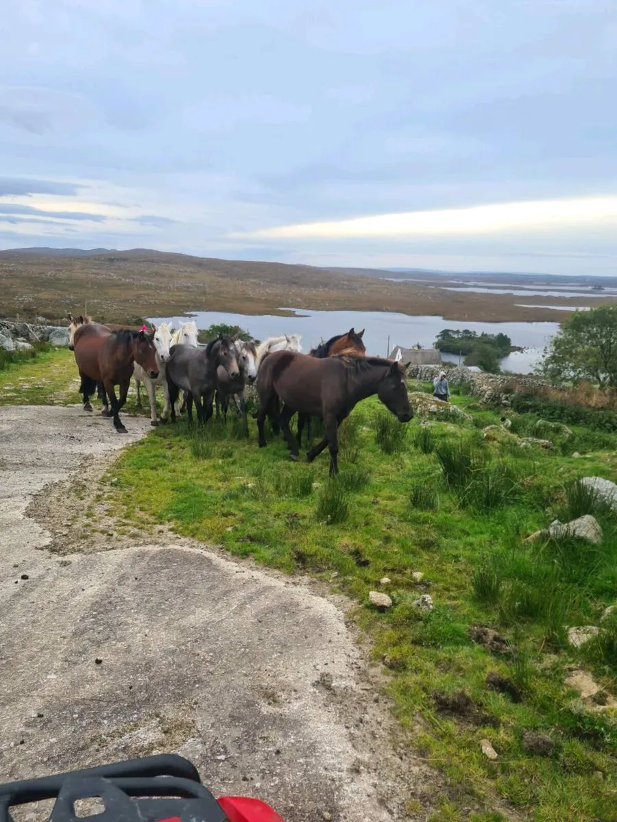 Connemara Registered ponies - Image 4