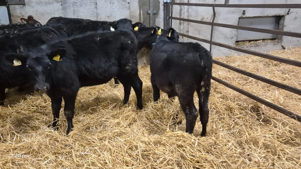 9 Smashing Autumn born heifer calves for sale - Image 2