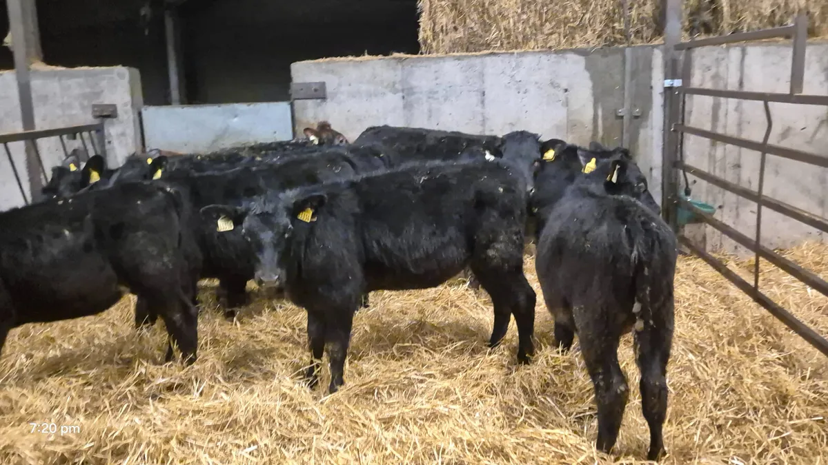 9 Smashing Autumn born heifer calves for sale - Image 3