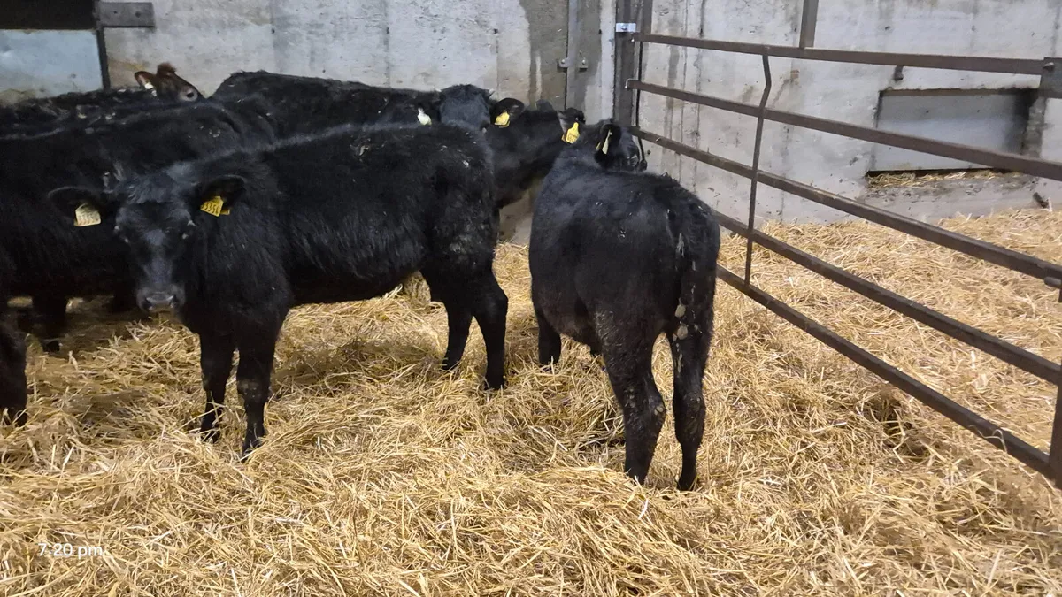 9 Smashing Autumn born heifer calves for sale - Image 4
