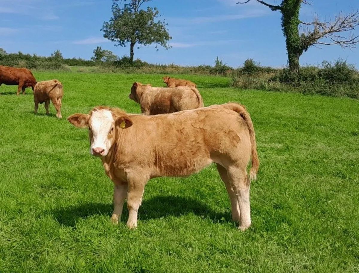 Super Heifer Elphin mart - Image 1