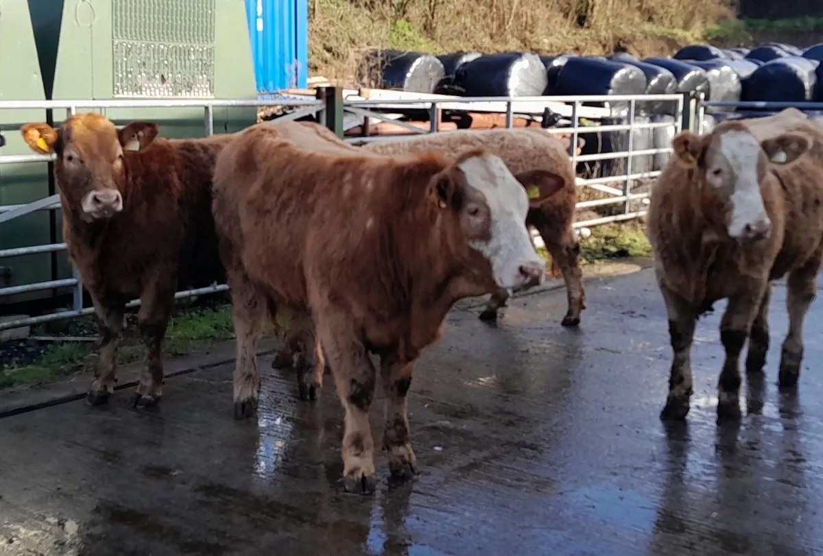 Super Heifer Elphin mart - Image 3