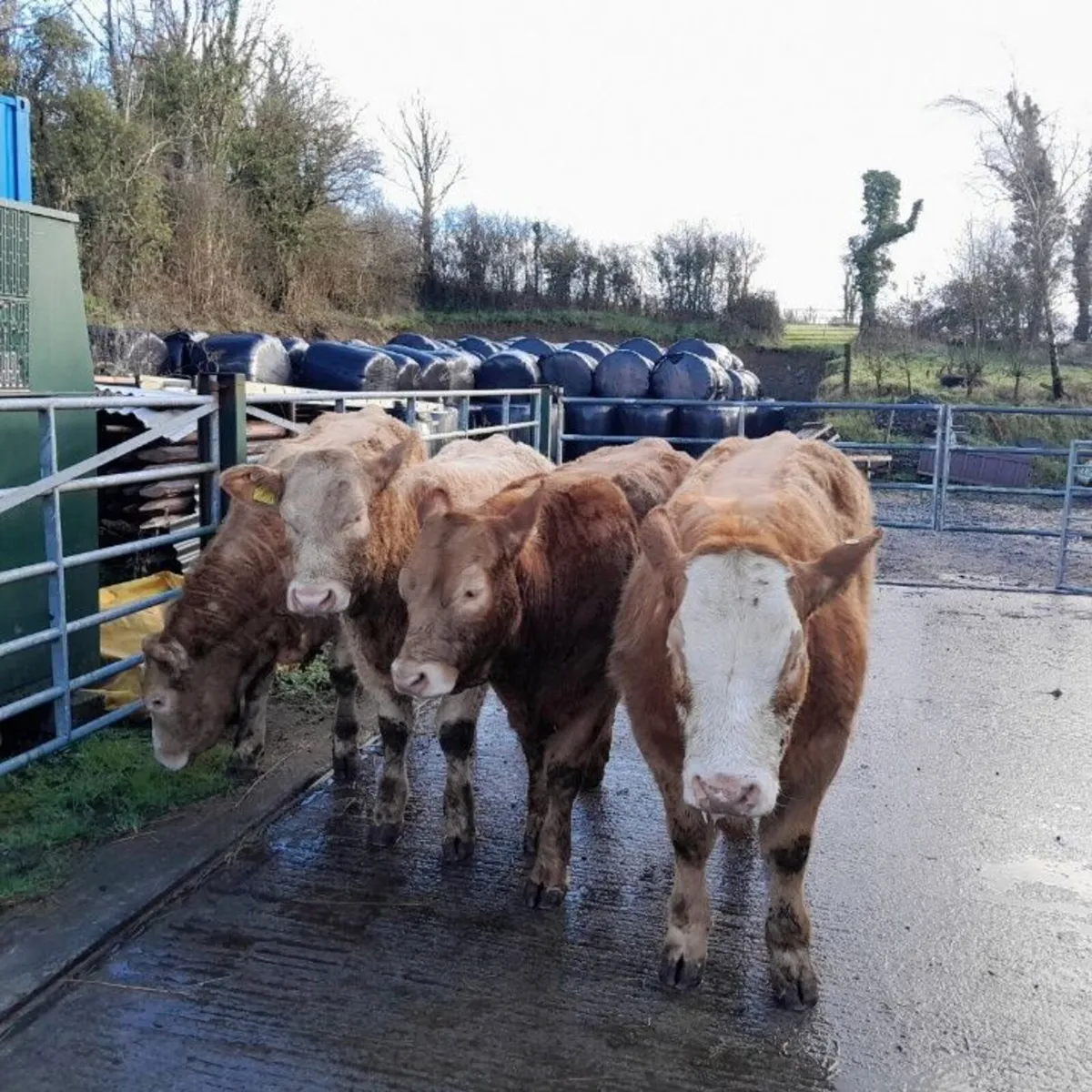 Super Heifer Elphin mart - Image 4