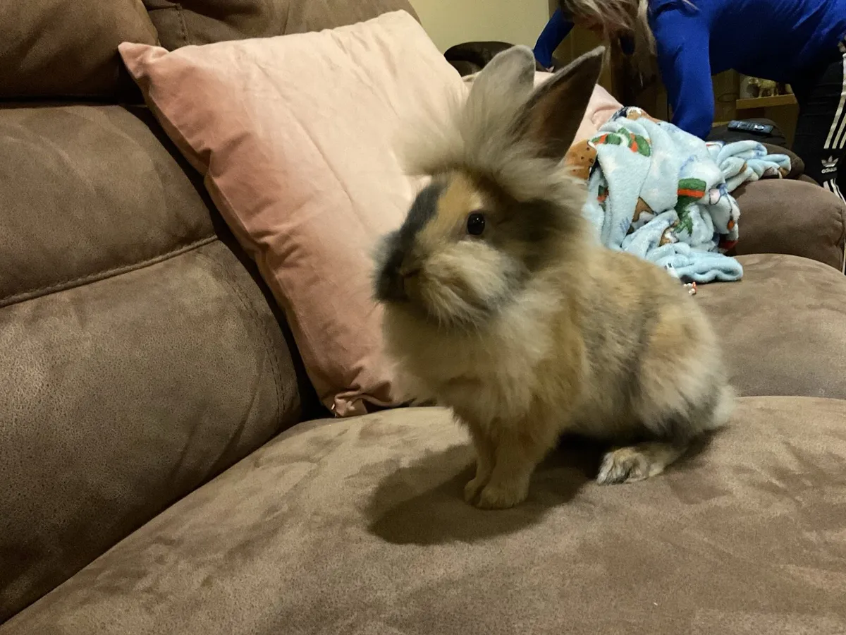 Lion head rabbit - Image 1