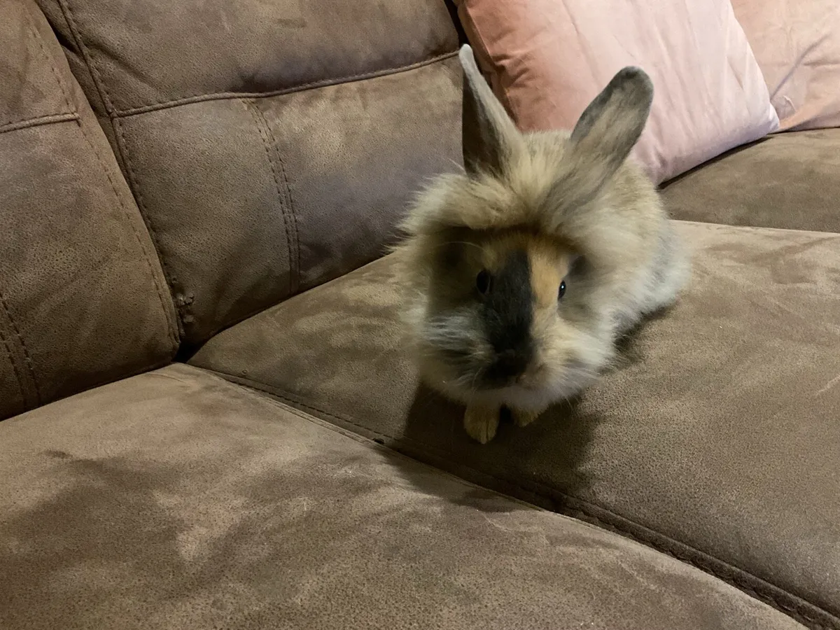 Lion head rabbit - Image 2