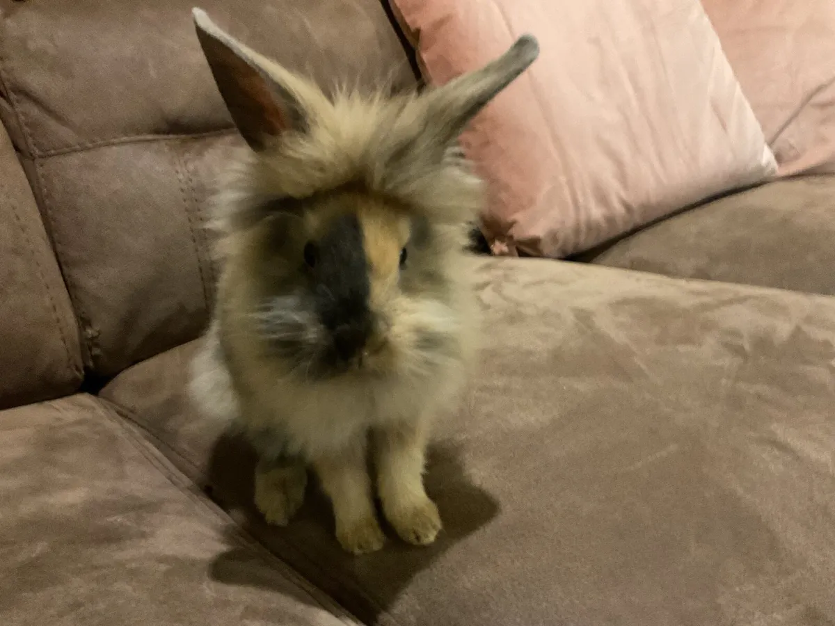 Lion head rabbit - Image 3