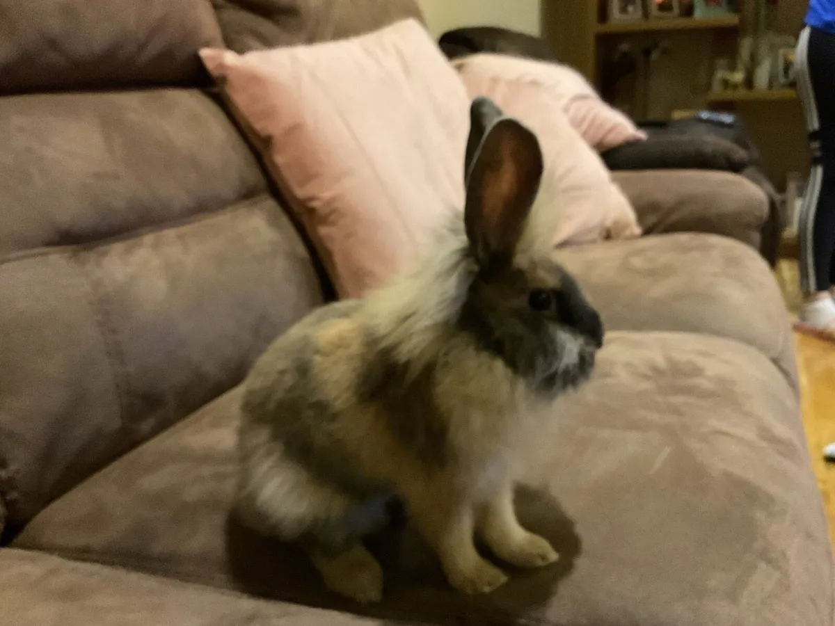 Lion head rabbit - Image 4