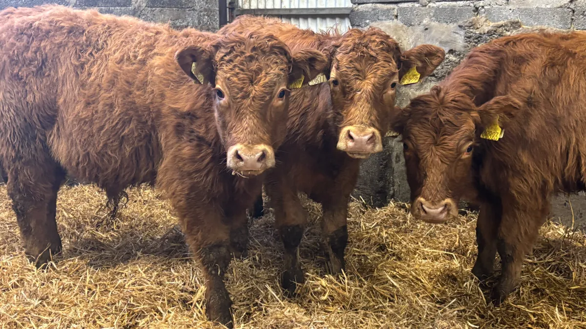 3 Quality Limousin Bull Wealings - Image 4