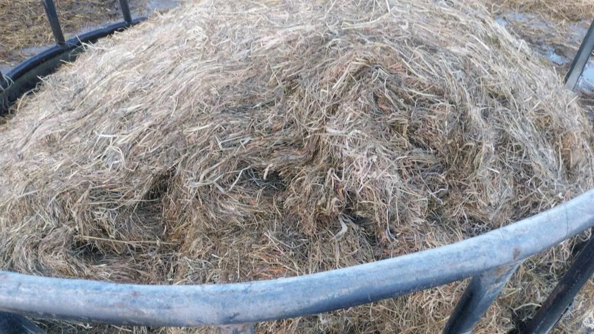 Silage - Image 4