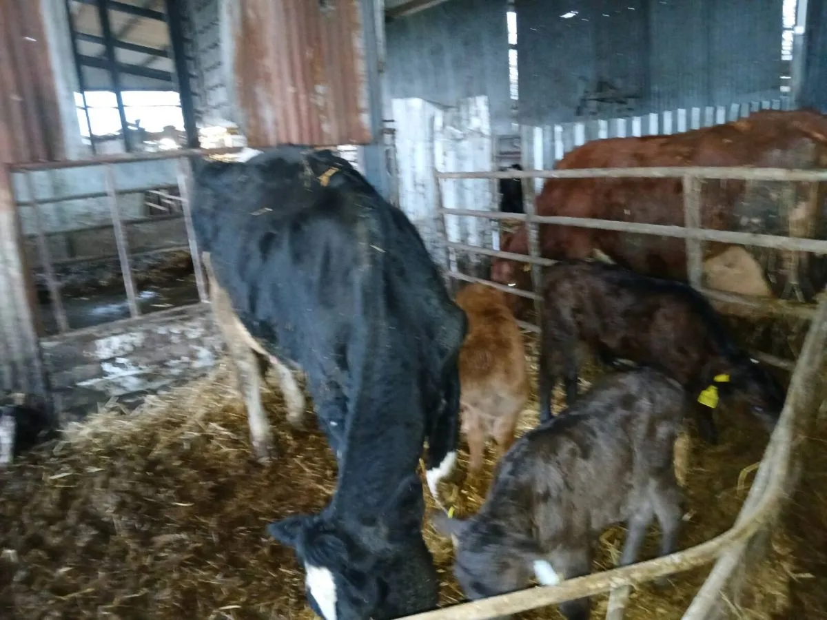 Cows with calves at foot - Image 1
