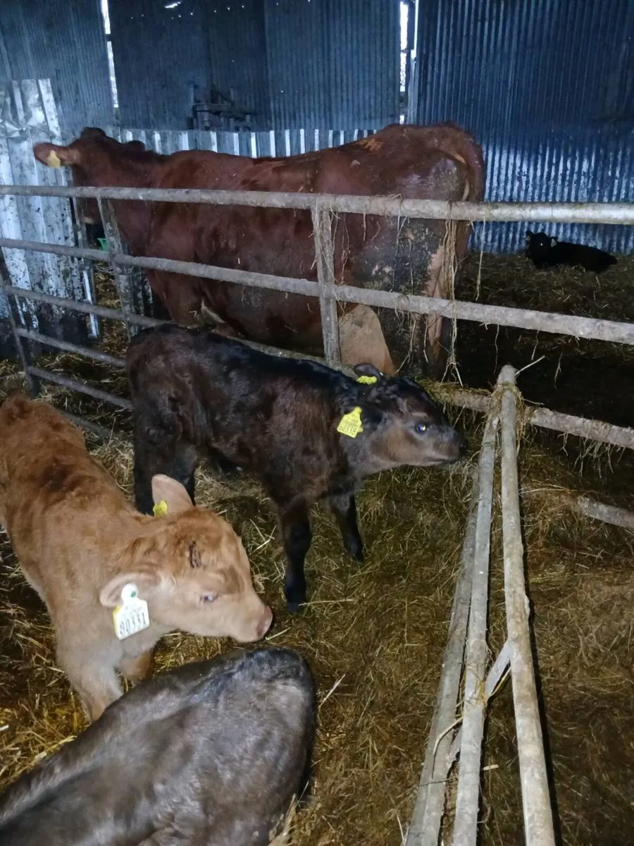 Cows with calves at foot - Image 2