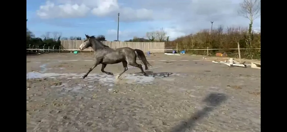 Lots 169-172 Clifden sales - Image 1