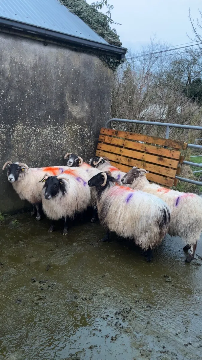 ▪️inlamb horned ewes forsale▪️ - Image 1