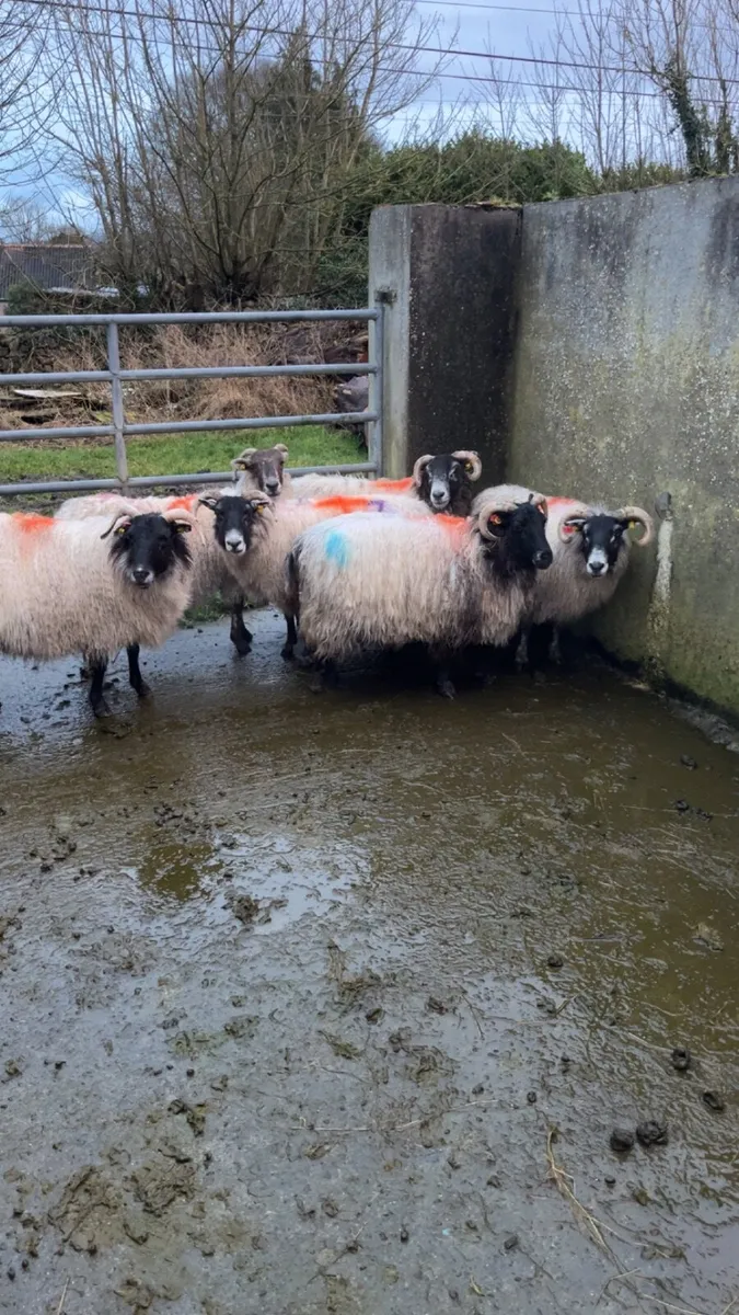 ▪️inlamb horned ewes forsale▪️ - Image 3