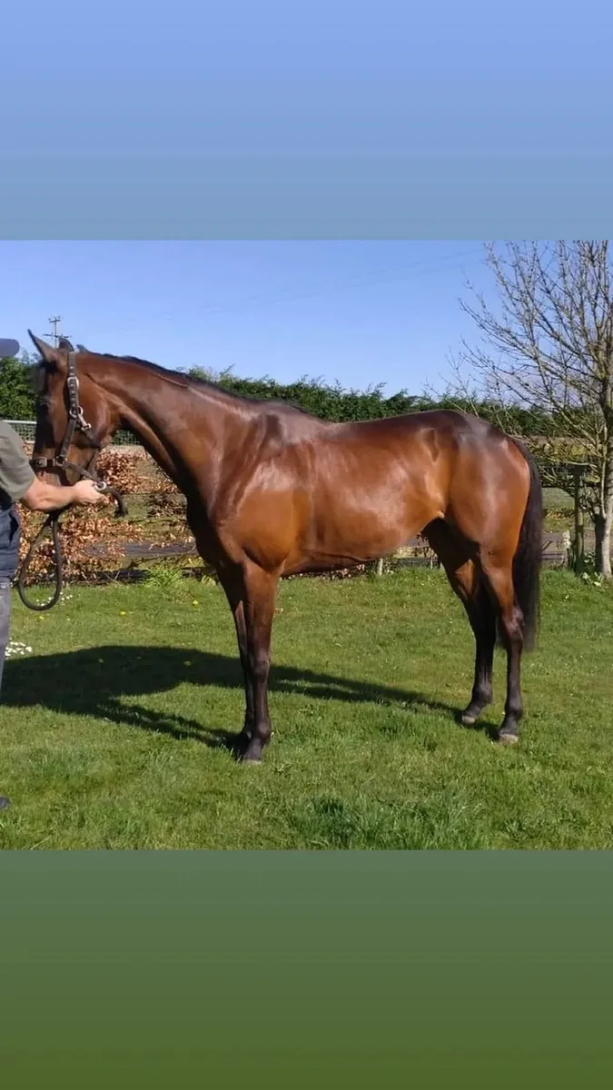 Equine, booking's available for walk in treatments - Image 1