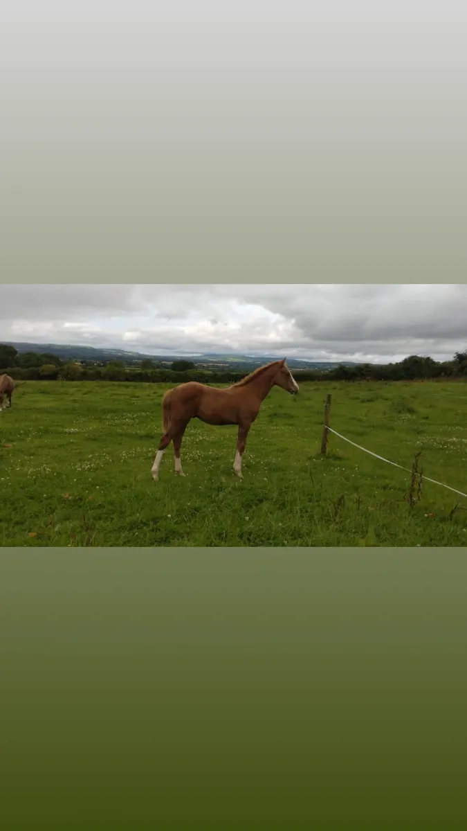 Equine, booking's available for walk in treatments - Image 2