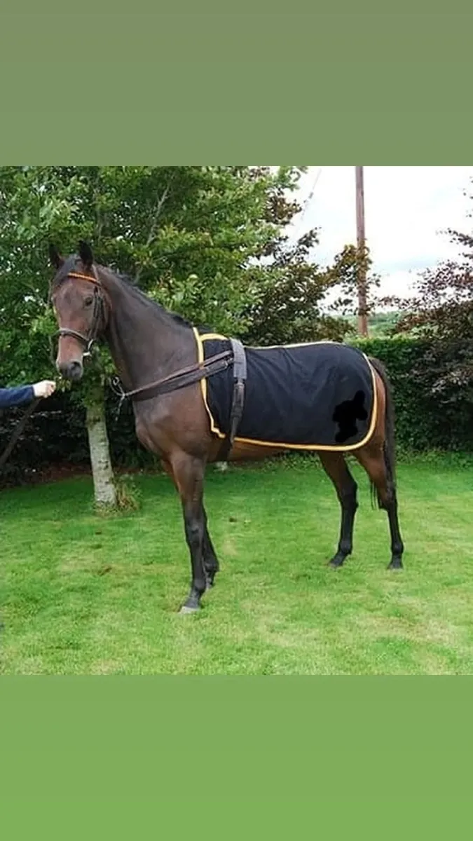 Equine, booking's available for walk in treatments - Image 3