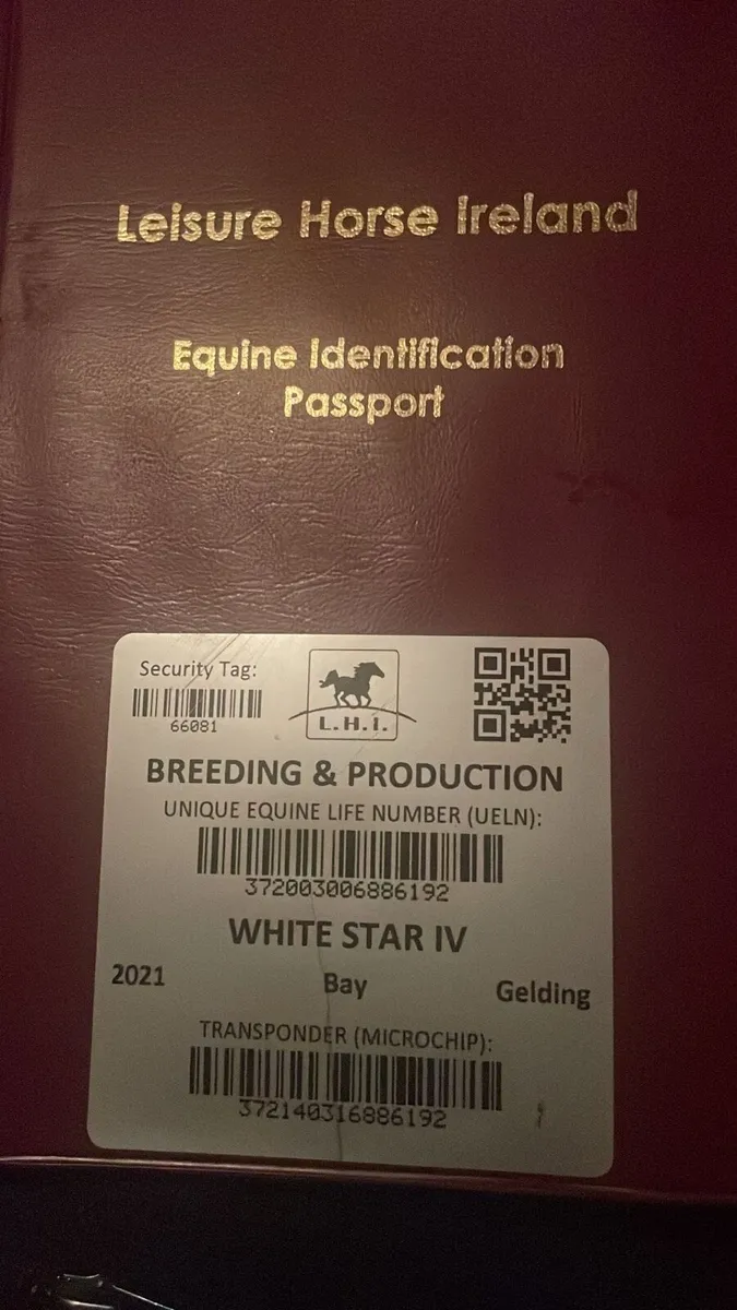 Gelding alrounder - Image 3