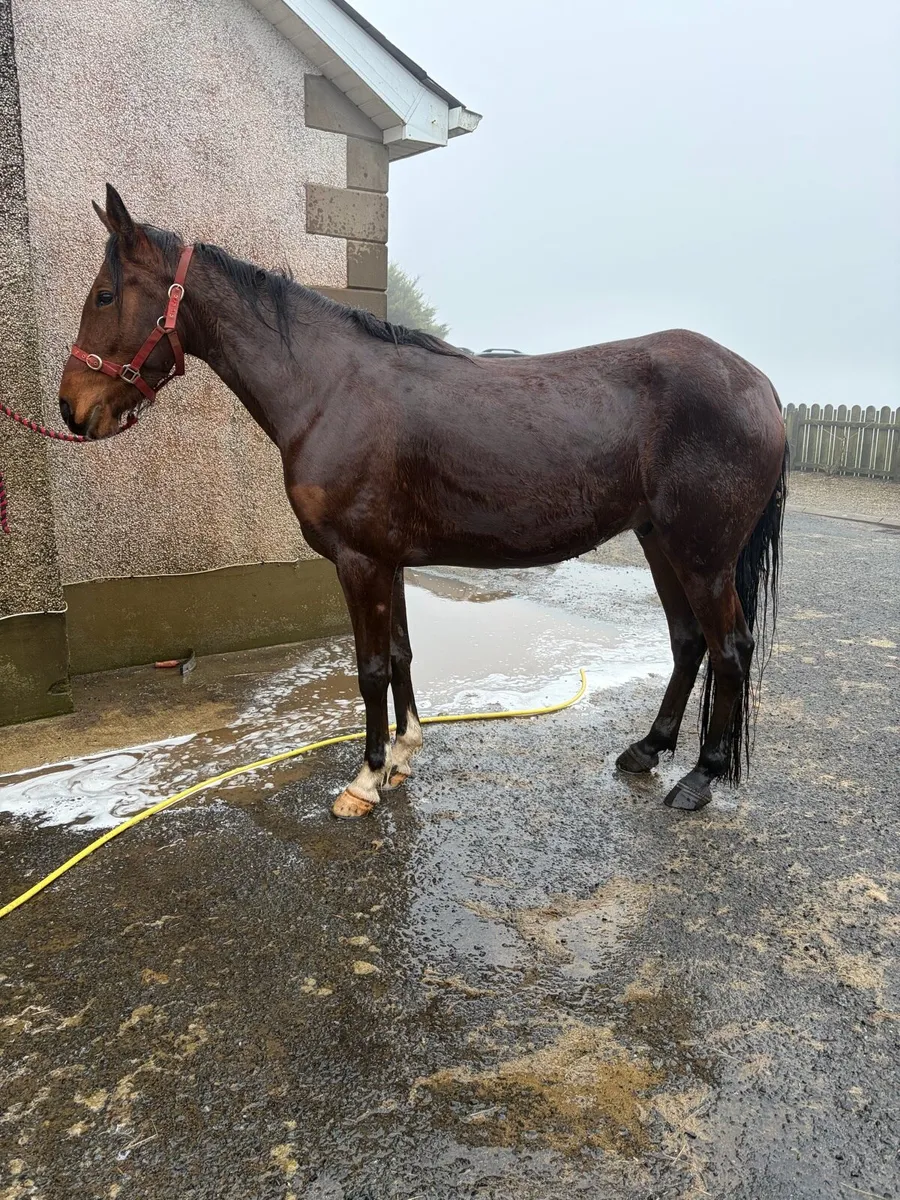 Gelding alrounder - Image 1