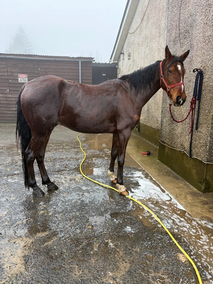 Gelding alrounder - Image 2