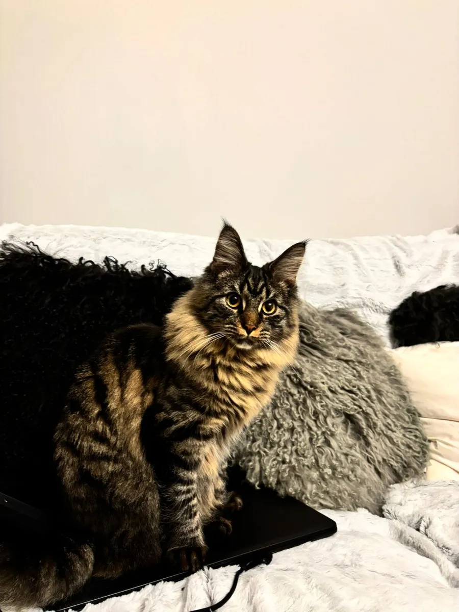 Maine Coon Cat - Image 1