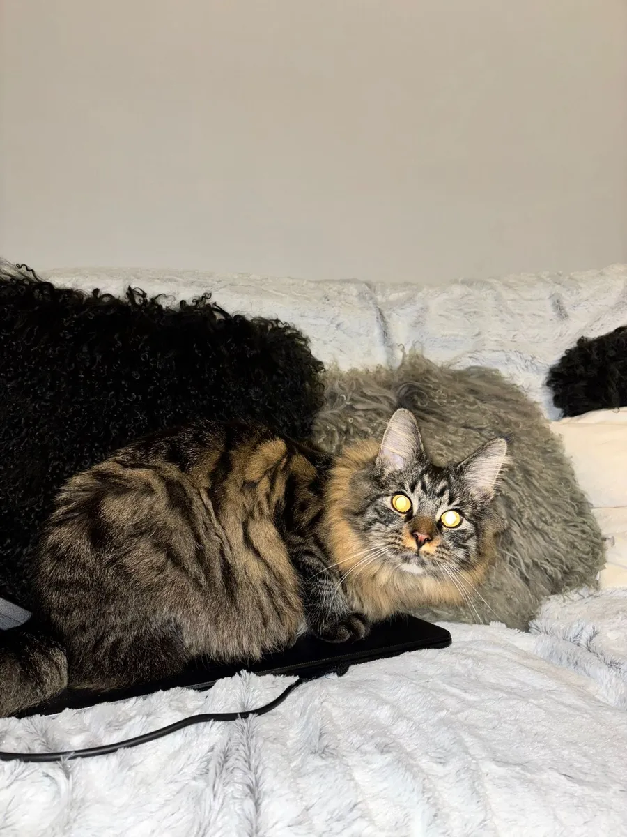 Maine Coon Cat - Image 2