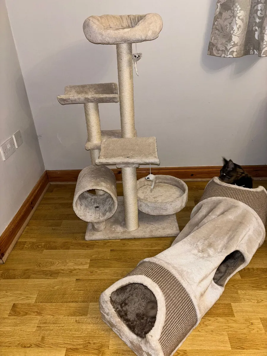 Maine Coon Cat - Image 3