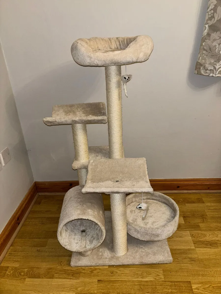 Maine Coon Cat - Image 4