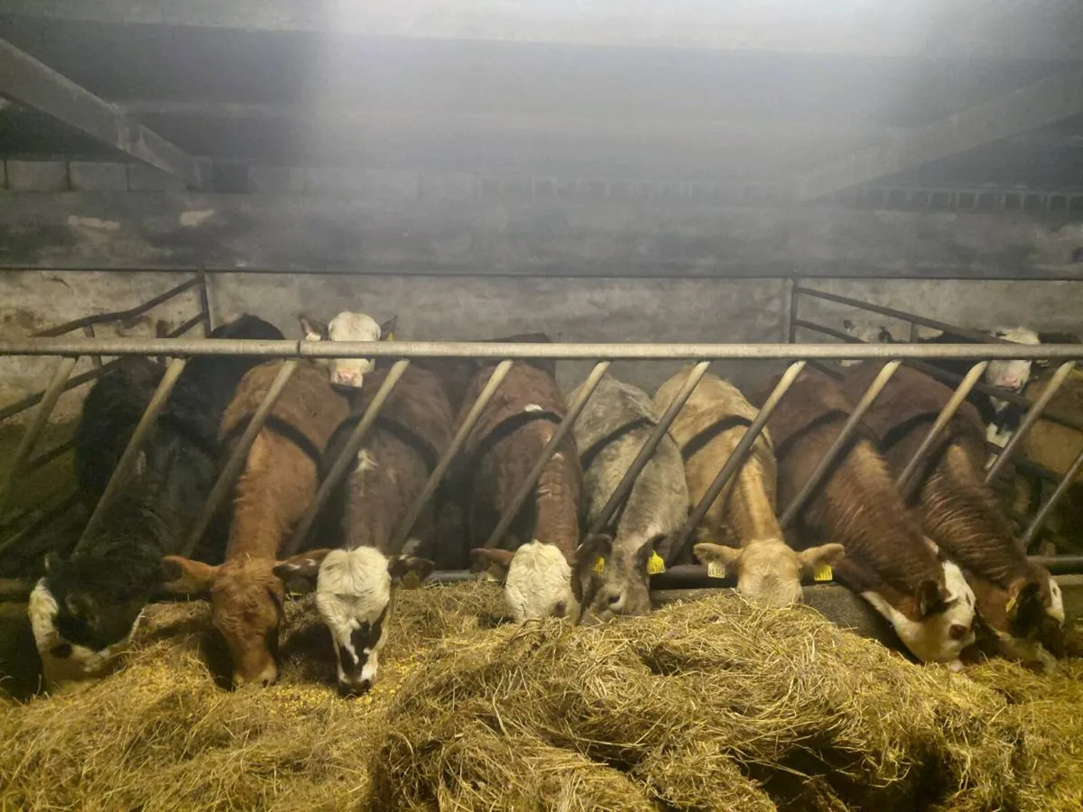 10 Heifers - Image 3