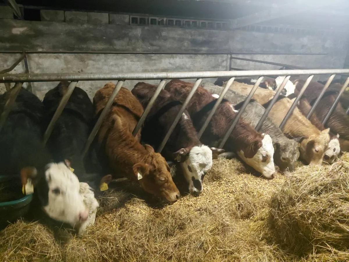 10 Heifers - Image 4