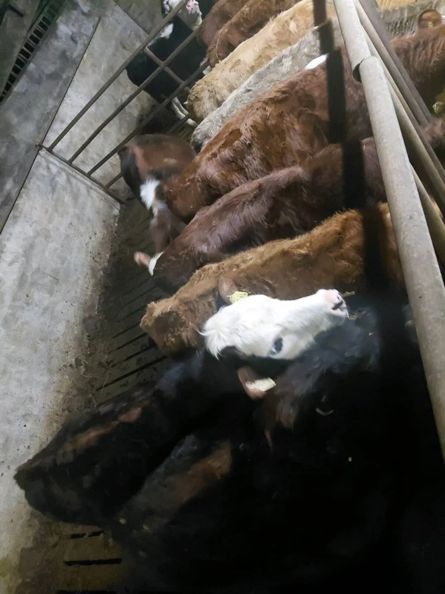 10 Heifers - Image 2