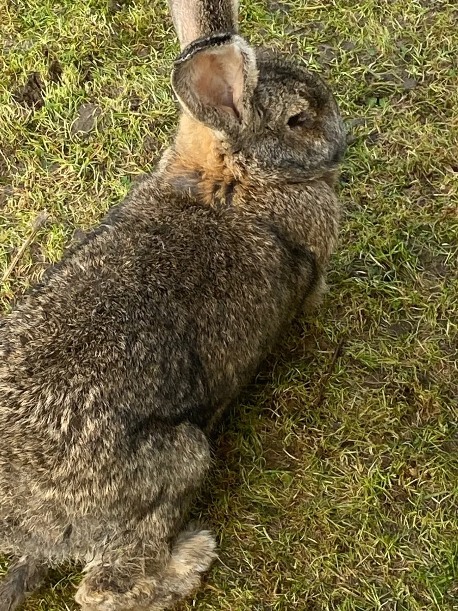 Giant Flemish rabbits - Image 2