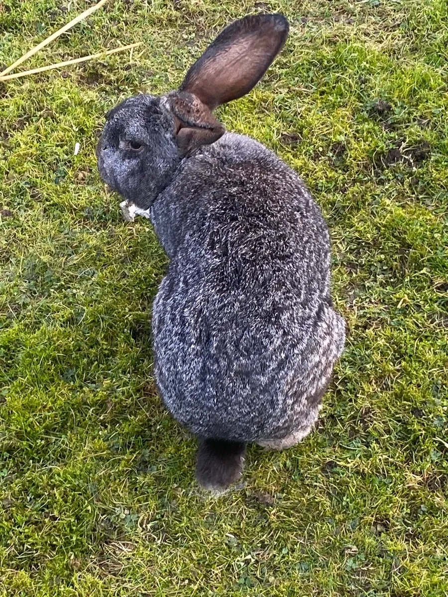 Giant Flemish rabbits - Image 4