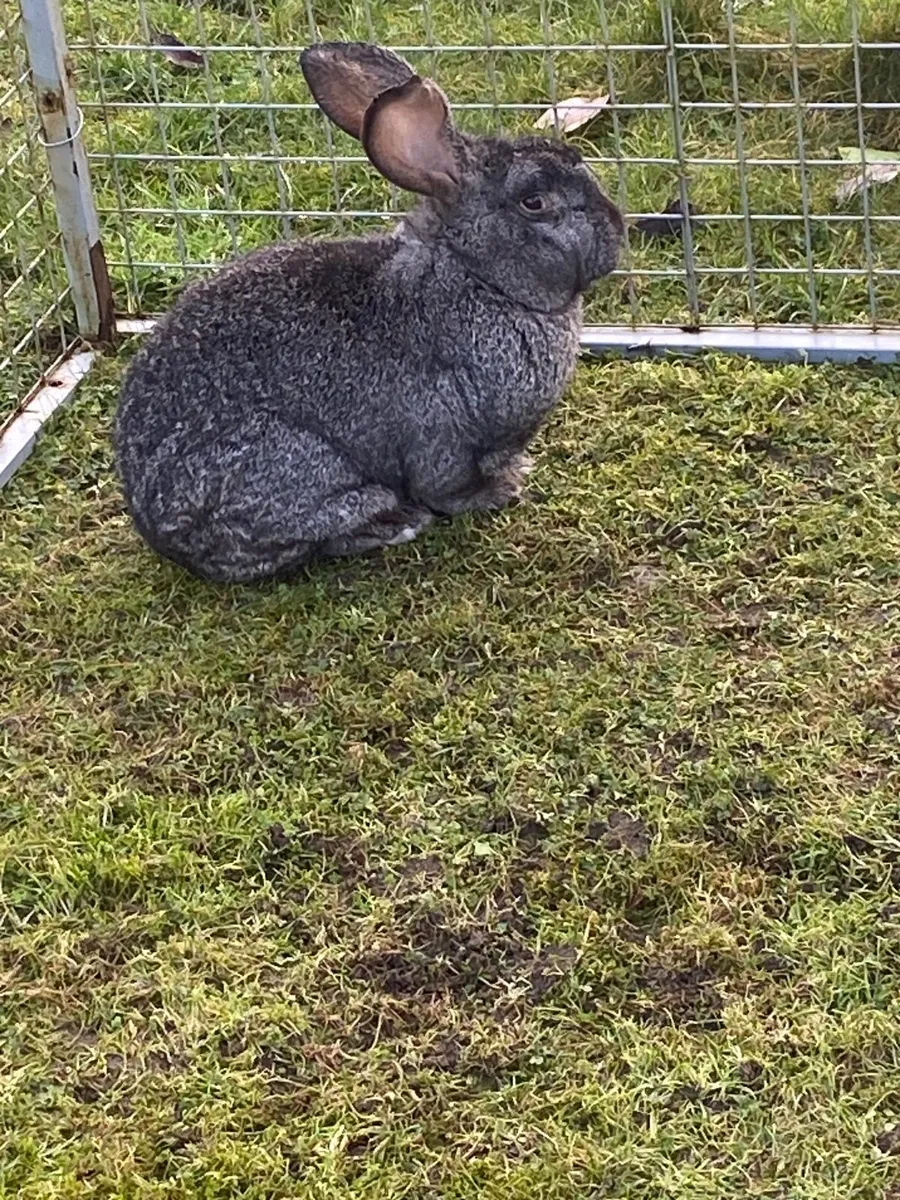 Giant Flemish rabbits - Image 1