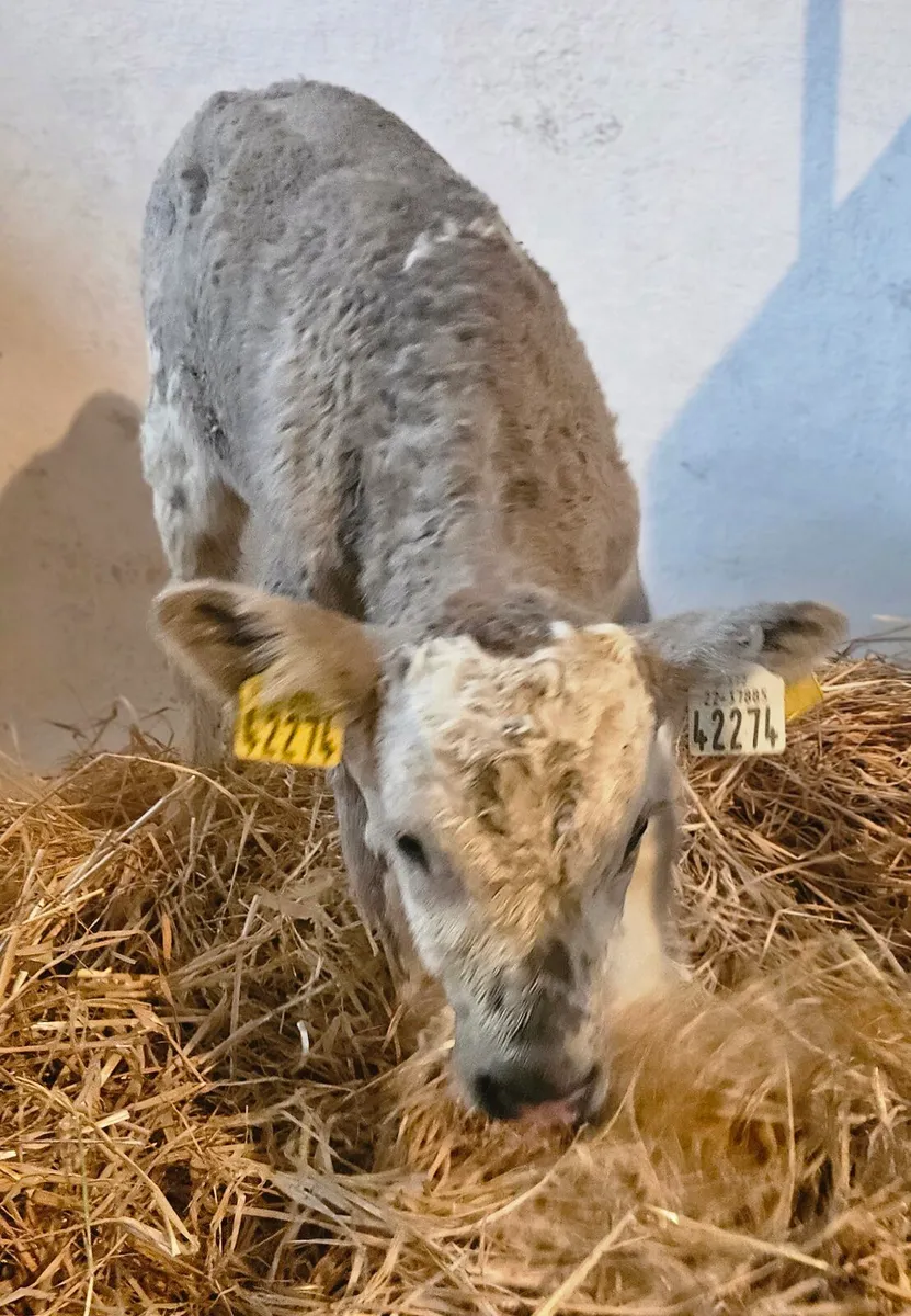 Angus, Limousin and Charolais Calves - Image 3