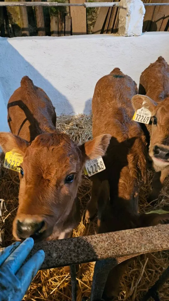 Angus, Limousin and Charolais Calves - Image 4