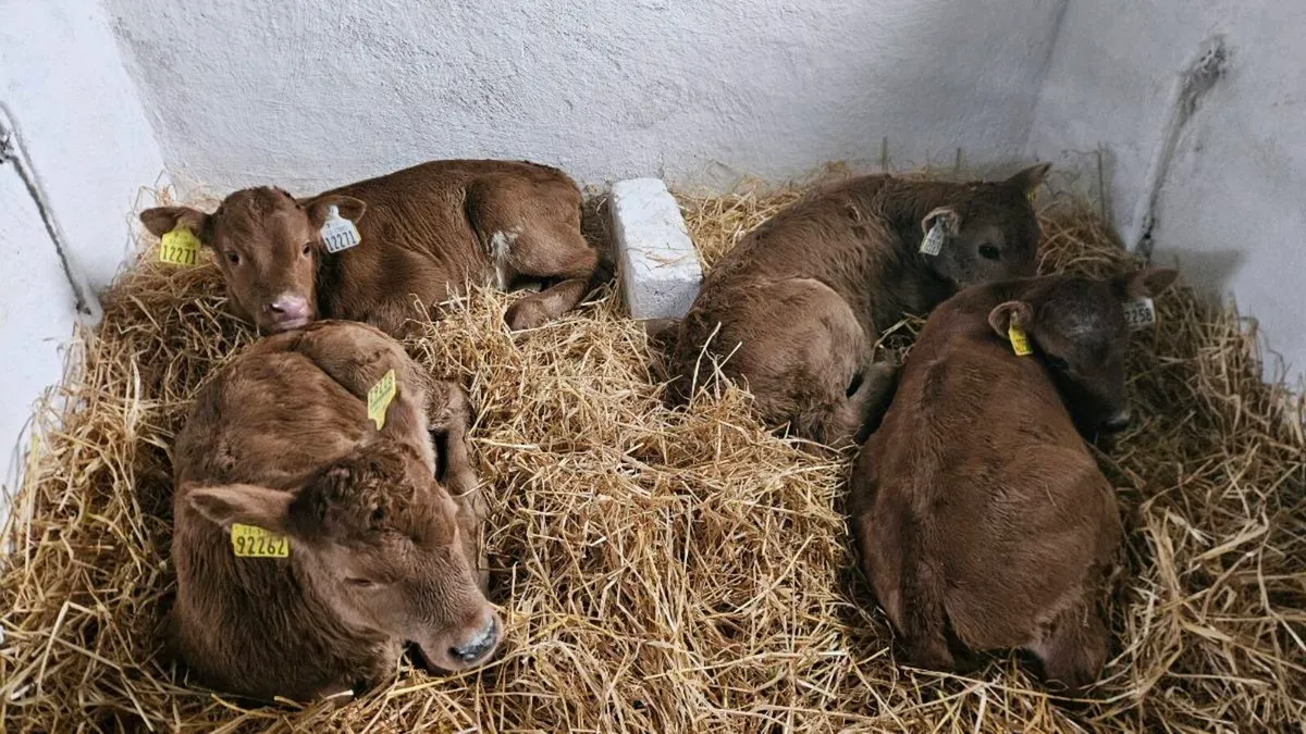 Angus, Limousin and Charolais Calves - Image 2