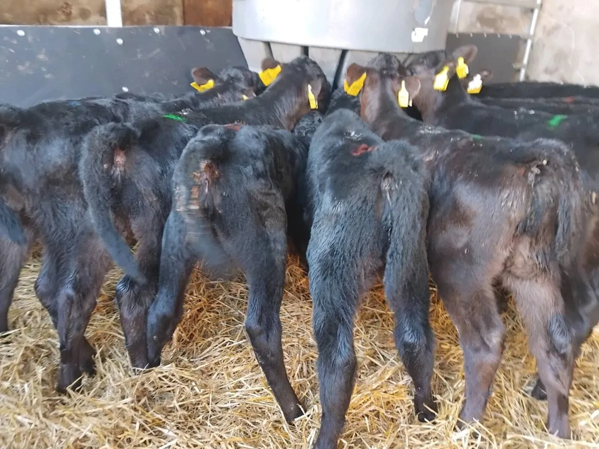 10 Angus Heifer Calves - Image 3