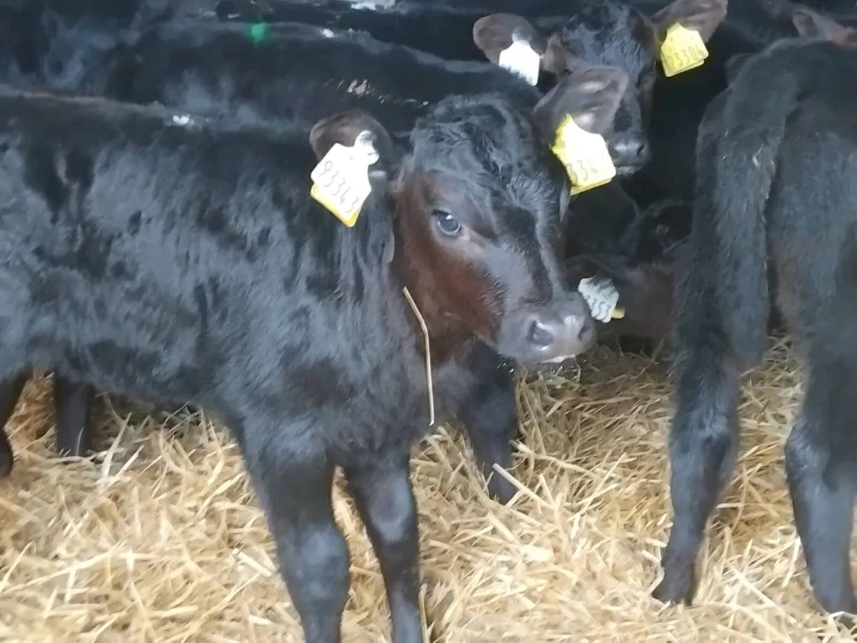 10 Angus Heifer Calves - Image 4