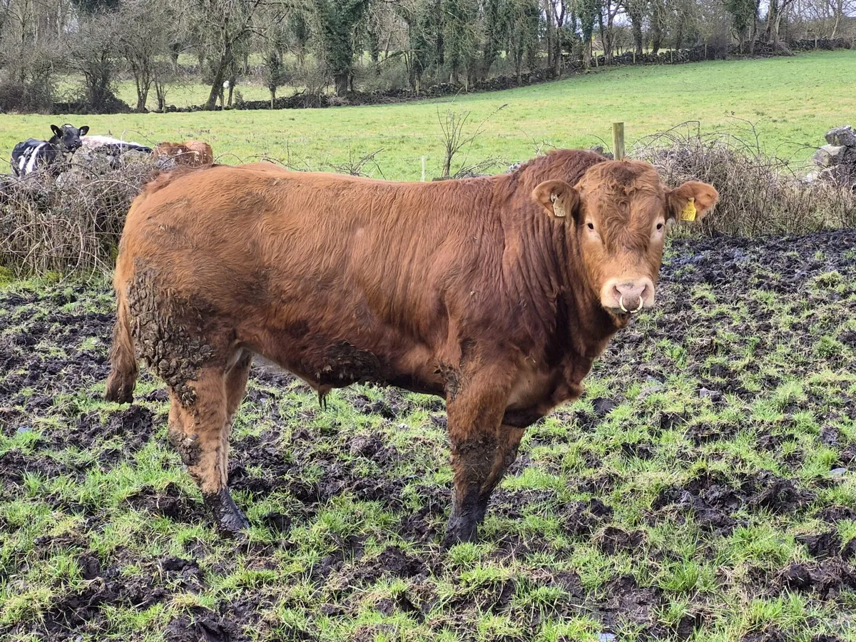 Pure bred Limousin bulls - Image 2