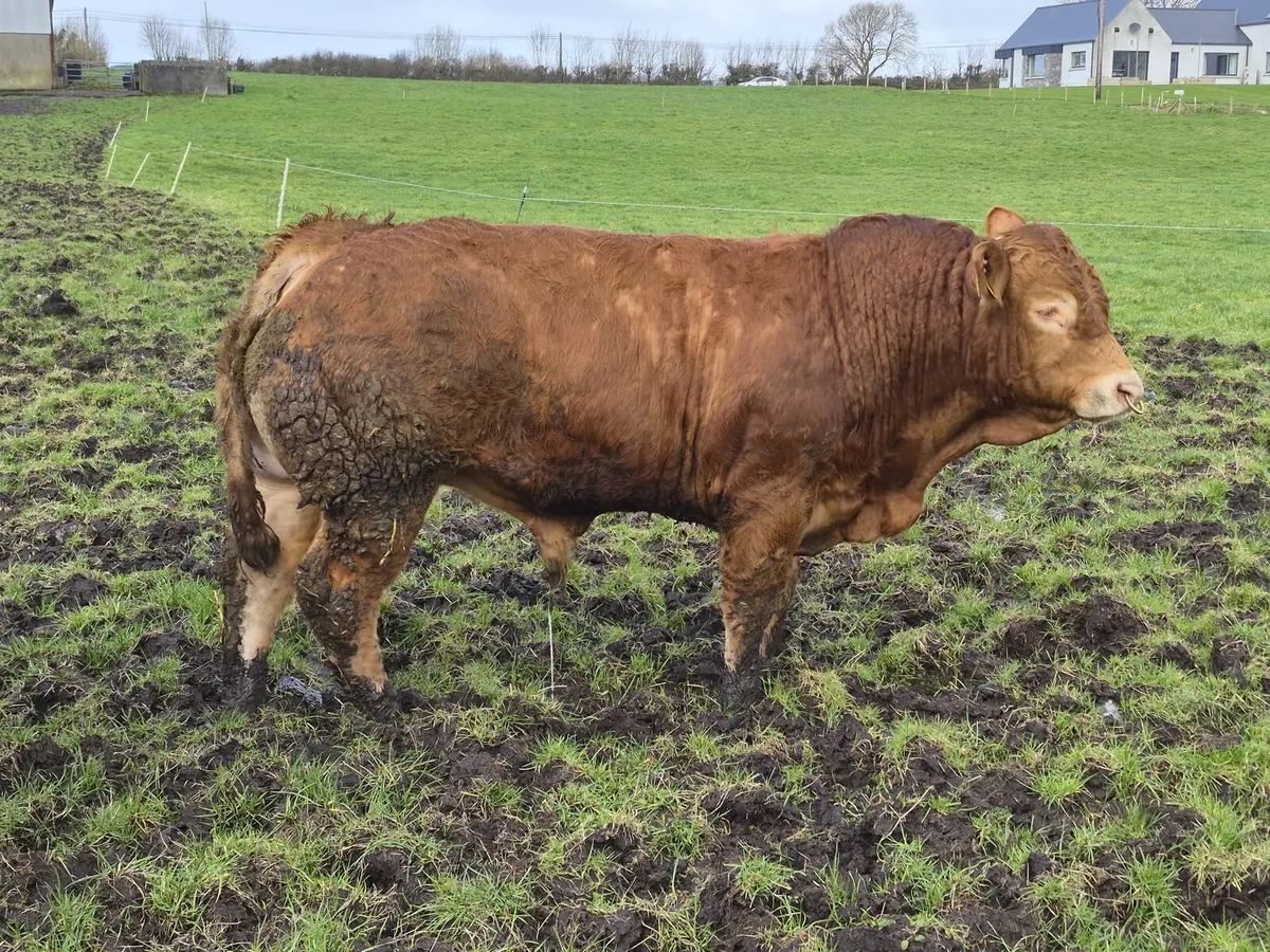 Pure bred Limousin bulls - Image 3