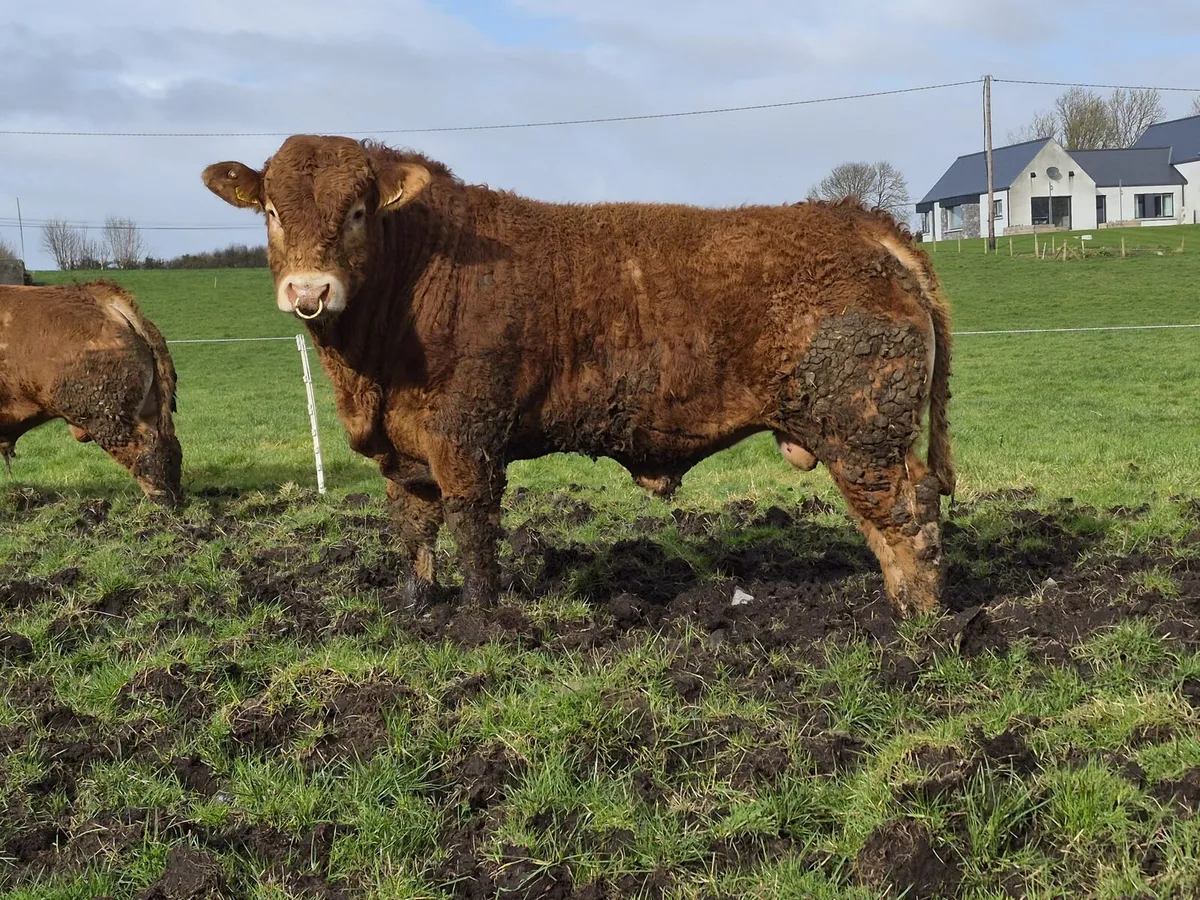 Pure bred Limousin bulls - Image 1