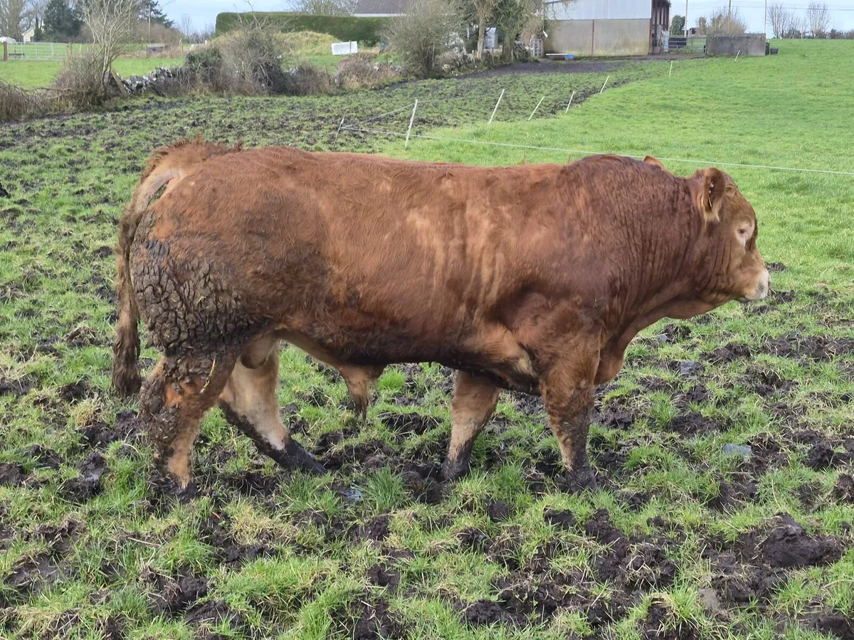 Pure bred Limousin bulls - Image 4