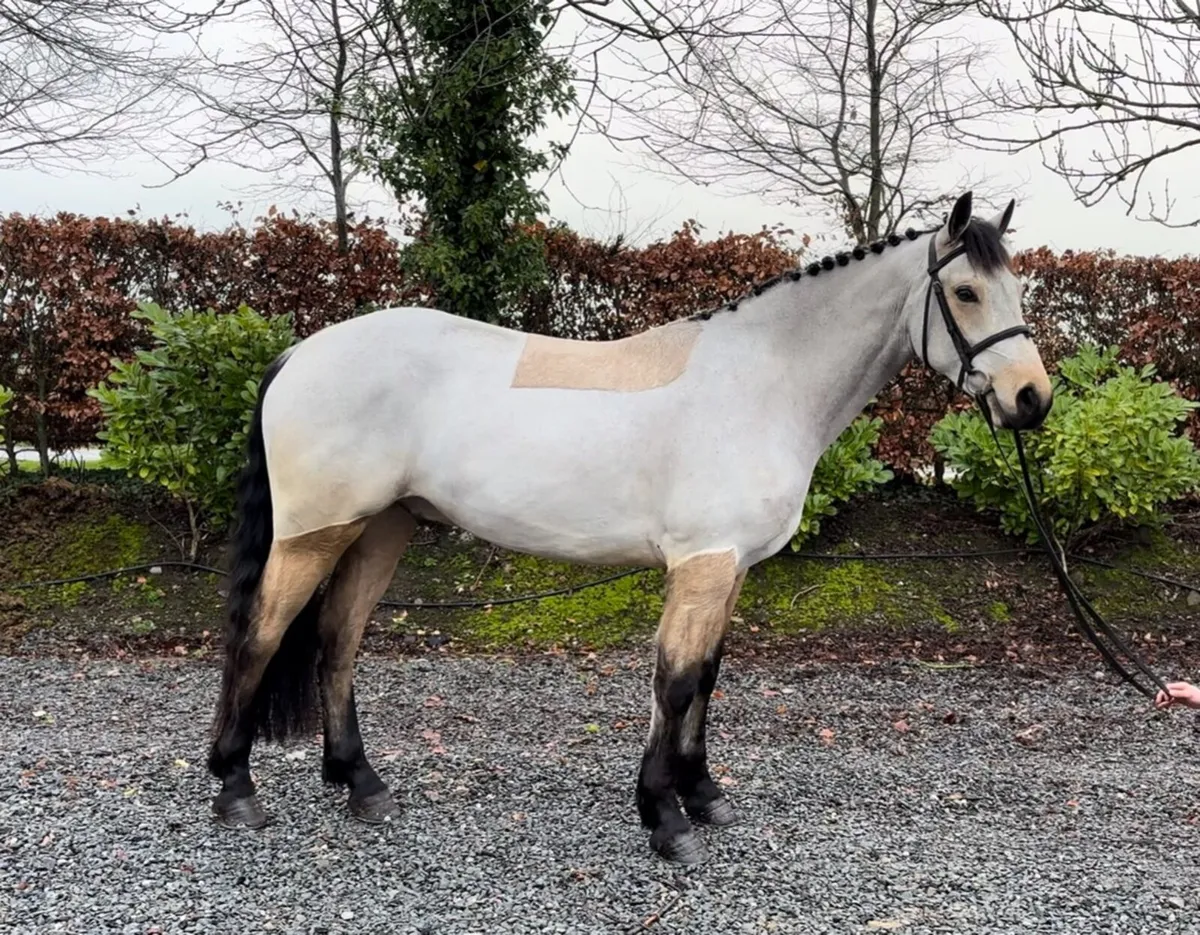 Lot 353 4yo gelding in clifden - Image 2