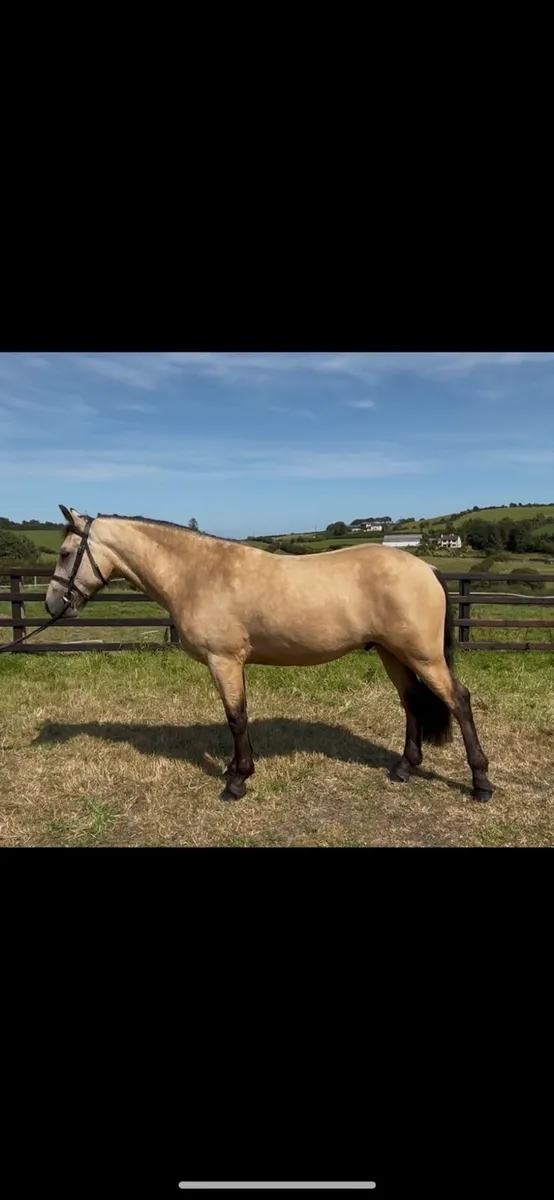 Lot 353 4yo gelding in clifden - Image 1