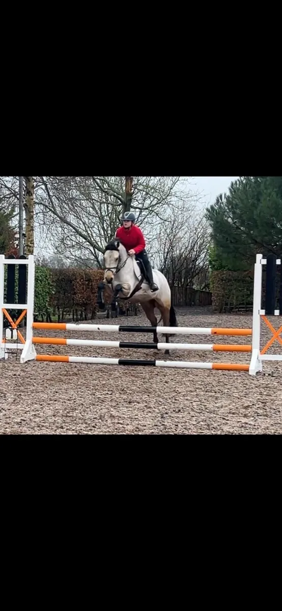 Lot 353 4yo gelding in clifden - Image 4